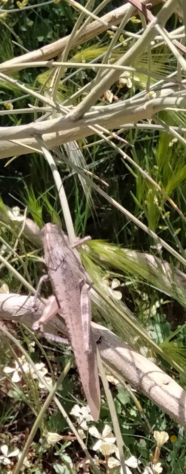 Solerantonio2 en Hamelin: Fauna  (Almería), Insecto
