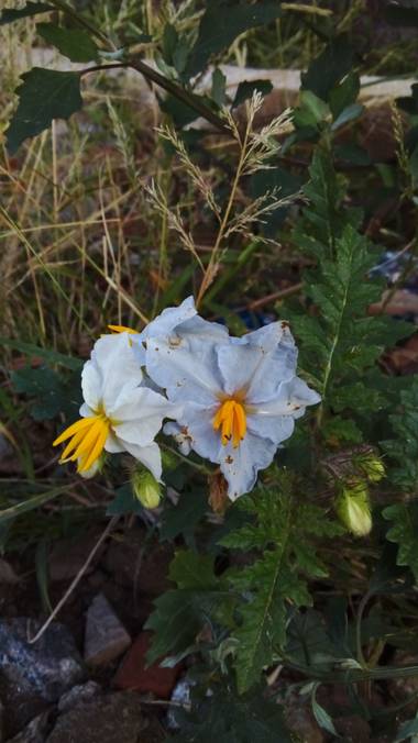 aban.yanet.vanina en Hamelin: Flora  (Tandil), Solanum sisymbriifolium, #flora #Tandil #flora #floratandilense 