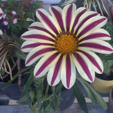 Caro en Hamelin: Flora, Gazania rigens, #Gazania #Asteraceae
#Hierba 