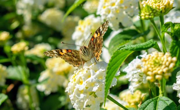Fran Roman en Hamelin: Fauna  (San José de la Rinconada), Vanessa cardui (Linnaeus, 1758), Vanesa de los cardos sobre Lantana #mariposasenespaña #ParquesyJ...