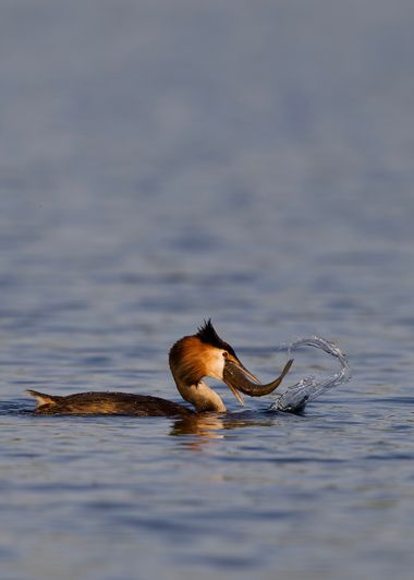 Jozsef Baricz en Hamelin: Fauna, Podiceps cristatus (Linnaeus, 1758), Grebe catches a big fish 🎣 
Great Crested Grebe 🪶
Podiceps cristatus (Carl Linnaeu...