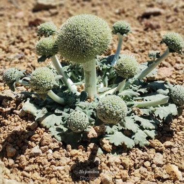 porroalejandra7 en Hamelin: Flora, #flowerphotography#Cerro de la Grasa 