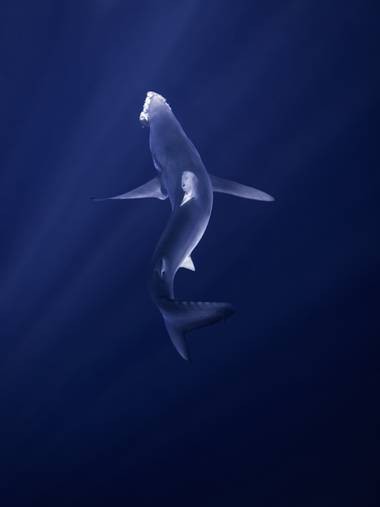 Palo Ortega Sánchez  en Hamelin: Fauna  (Bermeo), 🥩🦈