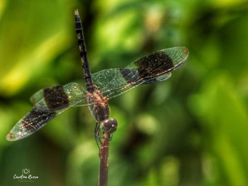 Karolina Rivera  en Hamelin: Fauna  (Barrancabermeja),  #macrofoto20