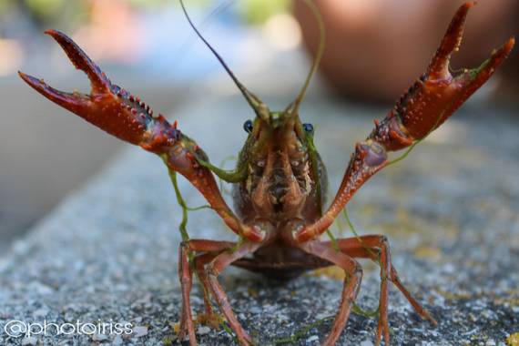 Ortizborras en Hamelin: Fauna, #macrofoto20 