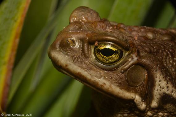 Tomás C. Perales en Hamelin: Fauna  (Bialet Masse), Sapo Argentino (Rhinella arenarum).
Un noble habitante de los jardines argentinos. Huésped dónde antes ...