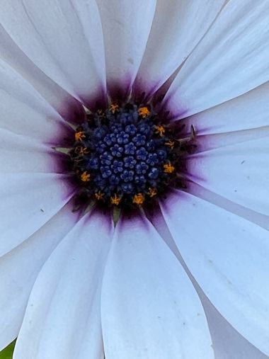 Eudimer20 en Hamelin: Flora, Dimorphotheca pluvialis, #flower 