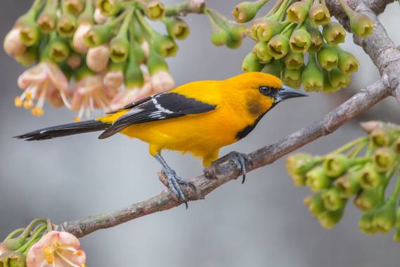 jhonathanmiranda1 en Hamelin: Fauna  (Caracas), Icterus nigrogularis (Hahn, 1819), La foto más bonita de esta especie que he tomado

#aves21 #avesdevenezue...