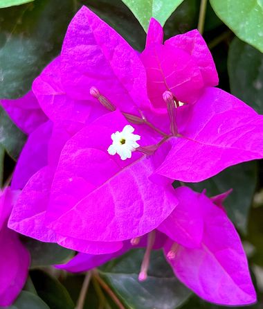 su en Hamelin: Flora  (Gelves), Bougainvillea glabra, #bouganvilla #flor #flora22 