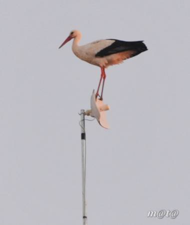 Pedro041108 en Hamelin: Fauna  (Lora del Río), Ciconia ciconia (Linnaeus, 1758), #cigueñablanca 