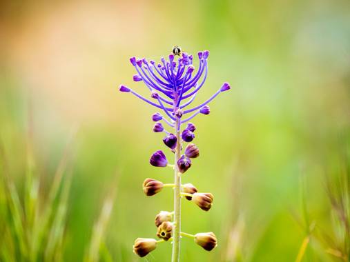 Antonio Jesús Palma Aranda en Hamelin: Flora  (Lora del Río), Leopoldia comosa, Jacinto comoso + Sirfido
Leopoldia comosa
Muscari comodín

#flora 

