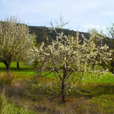 Mjesusalmendro en Hamelin: Paisaje,           
