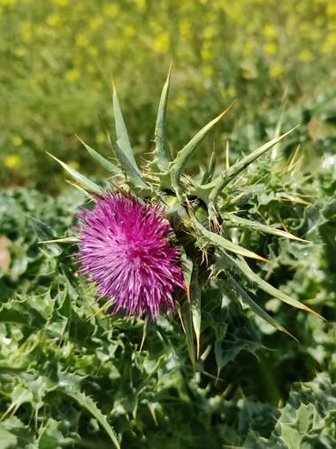 IreneRoldan en Hamelin: Flora  (Madrid), Silybum marianum, Primavera silvestre