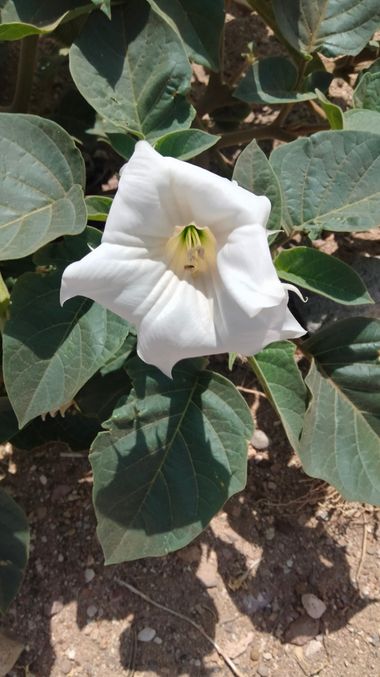 Solerantonio2 en Hamelin: Flora  (Almeria), Planta