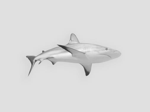 Palo Ortega Sánchez  en Hamelin: Fauna  (Eleuthera), 🦈 🦈🦈🦈