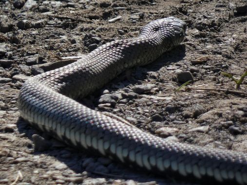 mariale en Hamelin: Fauna, 📸 #marialemdza
Ruta del 15/04/2022
Sorpresas en el recorrido, una grande y larga 🐍 Cuando suben las temperaturas es hora de t...