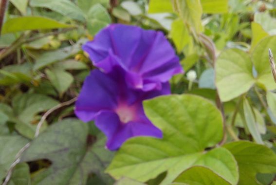 Mpinfante en Hamelin: Flora, Ipomoea indica, Subo esta foto de nuevo... por si alguien más encuentra un significado oculto y transgresor. Debo decir que a...