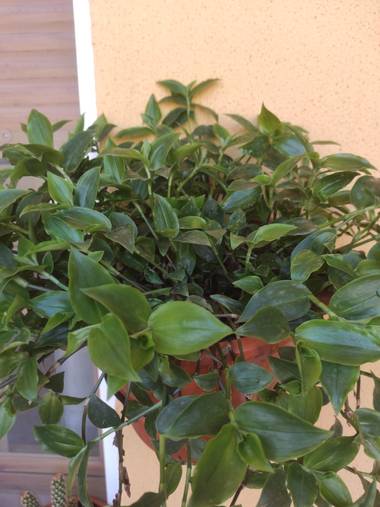 @nicorhbg en Hamelin: Flora, Tradescantia fluminensis