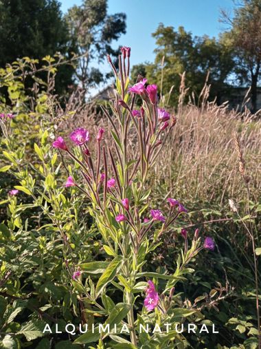 Alquimia Natural en Hamelin: Flora  (Marina de Cudeyo), Epilobium hirsutum, #verano2021 