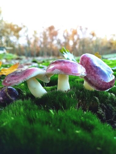 Jcestradaliebana en Hamelin: Observación  (Saldaña), #flora #mushrooms #hongos