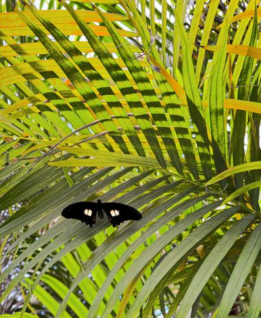 Aymbfotografia en Hamelin: Fauna  (Carmen de Apicala), Una mirada natural ! 
#mariposa #invertebrados #naturaleza 