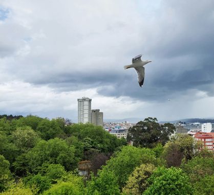 Mpinfante en Hamelin: Paisaje, Fickle and cloudy weather is reason enough for some seagulls to think about leaving town ...!!

