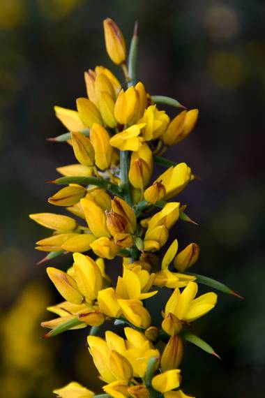 Ninigabi en Hamelin: Flora  (Ayamonte), Ulex parviflorus, #espigaamarilla