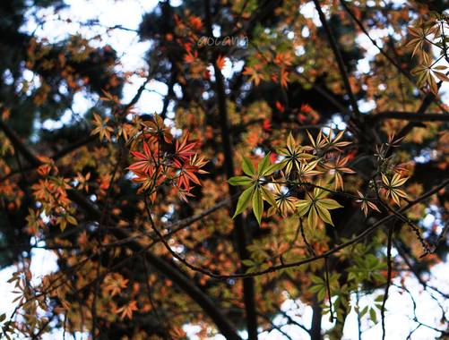 Lightscomeon en Hamelin: Flora, Acer palmatum, #hoja #naturaleza #color #rojo #verde #arbol #abril #primavera
