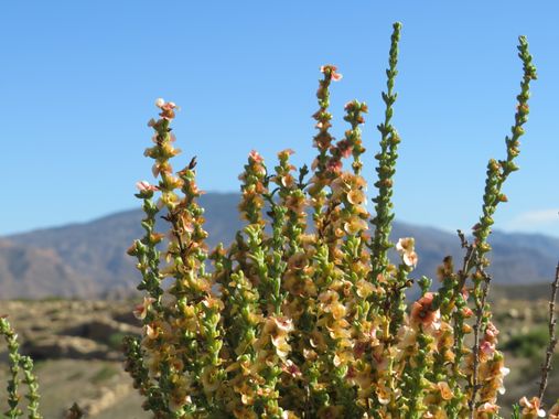 Solerantonio2 en Hamelin: Flora  (Almería), Soda oppositifolia, Planta