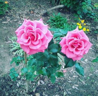 RAISUKI en Hamelin: Flora, Rosa chinensis, Hermosas rosas rosadas, super abiertas y en su máximo esplendor. 😊😊😊
