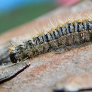 Javi Baron  en Hamelin: Fauna, La procesionaria del pino es una especie de lepidóptero defoliador.
Las orugas (larvas) están cubiertas de pelos urticantes...