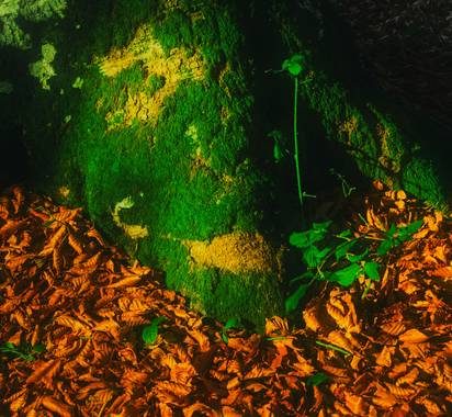 Dragantrosic en Hamelin: Flora, #moss #tree #autumnleaves #autumn