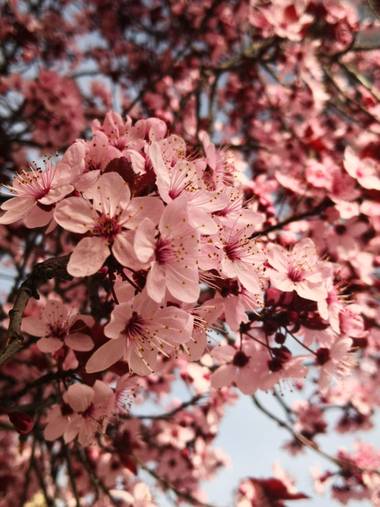 iambutterflyspirit en Hamelin: Flora  (Torrejón del Rey), Prunus cerasifera, Collection: spring is here ♥️