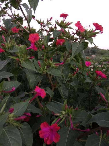 Juani✨ en Hamelin: Flora  (Victoria), Mirabilis jalapa, Llamada comunmente 