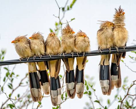 Marcos en Hamelin: Fauna  (General Pueyrredón), Guira guira (Gmelin, 1788), Comúnmente los llamamos Pirinchos, también conocidos como Cuco Guira, Cuckoo o ...