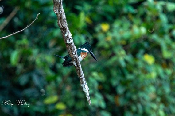 Arleymo05 en Hamelin: Fauna, Martin pescador#birds #bird #birdphotography 