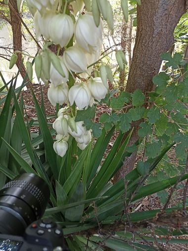 Imasanmar en Hamelin: Flora  (Pinós), Yucca filamentosa, #flora21 
