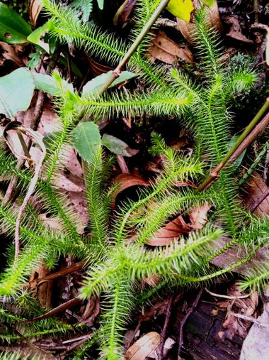 𝓨𝓲𝓵𝓵 𝓡𝓪𝓲𝓷 en Hamelin: Fauna, #verde 
