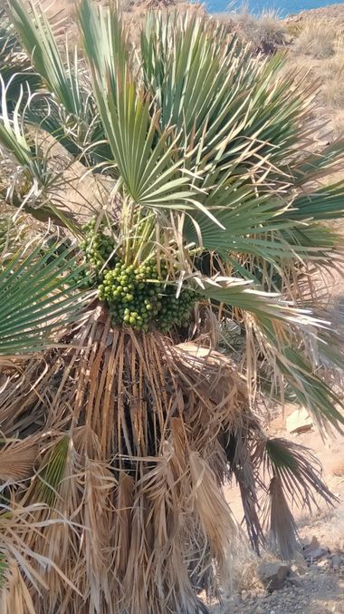 Solerantonio2 en Hamelin: Flora  (Níjar), Chamaerops humilis, Palmito