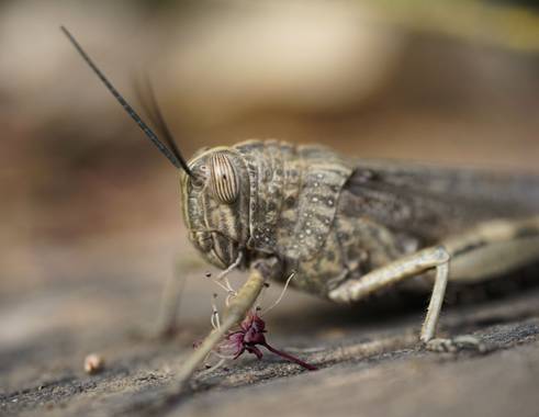 rqsalcedo en Hamelin: Fauna  (Madrid), #saltamontes 