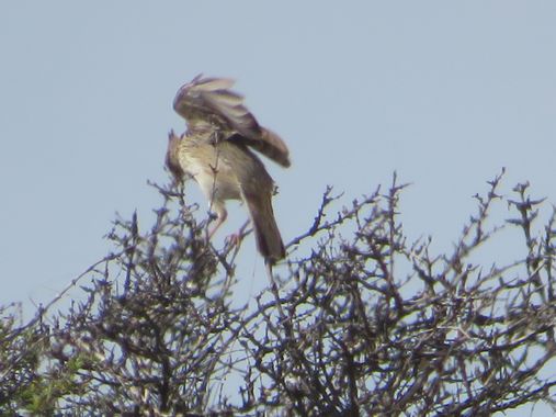 Solerantonio2 en Hamelin: Fauna  (Almería), Cogujada comun