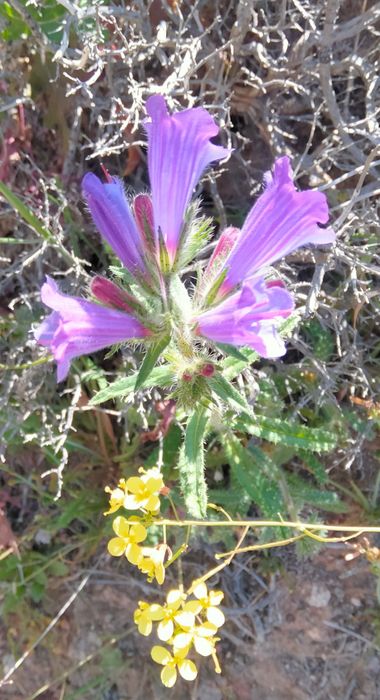 Solerantonio2 en Hamelin: Flora  (Níjar), Planta