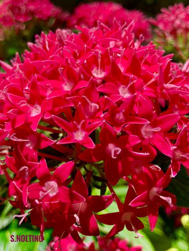 su en Hamelin: Flora  (Marbella), Pentas lanceolata, #flores #naturaleza 