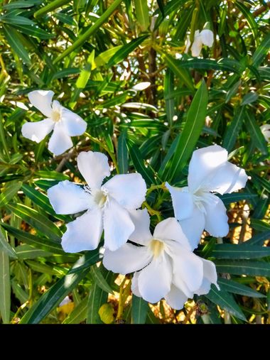Solerantonio2 en Hamelin: Flora  (Almeria), Nerium oleander, Planta