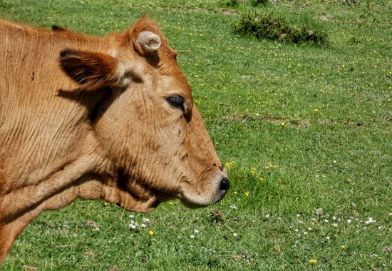 mariale en Hamelin: Fauna  (Caso), 📸 #marialemdza
💚 🌿🌸🌿💚
#CumpleHamelin
#Naturaleza #BellezaNatural #paisaje #vacas #ganado #vaca 
#Asturias  #Montañ...