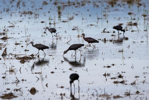 Romareyesg en Hamelin: Fauna  (Amposta), Plegadis falcinellus (Linnaeus, 1766), Camps d'arros#Delta del Ebre