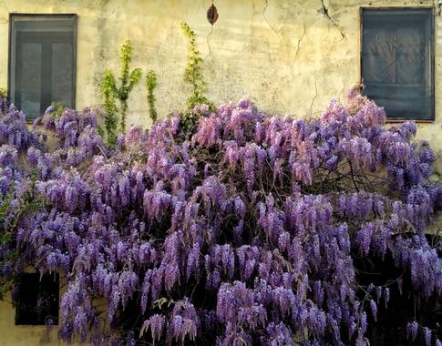 Janohermontse en Hamelin: Flora  (Ullà), Glicinia
