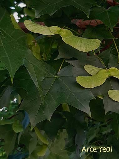 Mpinfante en Hamelin: Flora, Acer platanoides, Arce