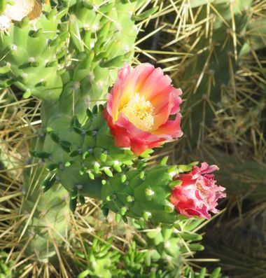 Solerantonio2 en Hamelin: Flora  (Almería), Planta