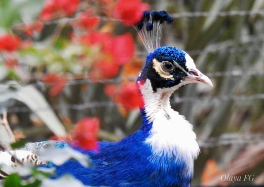 olaya96fg en Hamelin: Fauna  (Elche), #Aves21